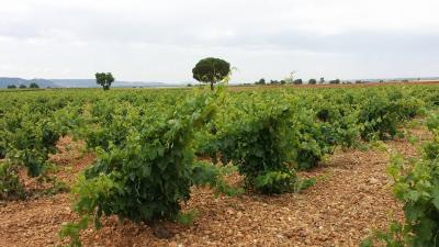 Bodega Hijos de Crescencia Merino Viñedos 01 Bodega Hijos de Crescencia Merino Viñedos 01