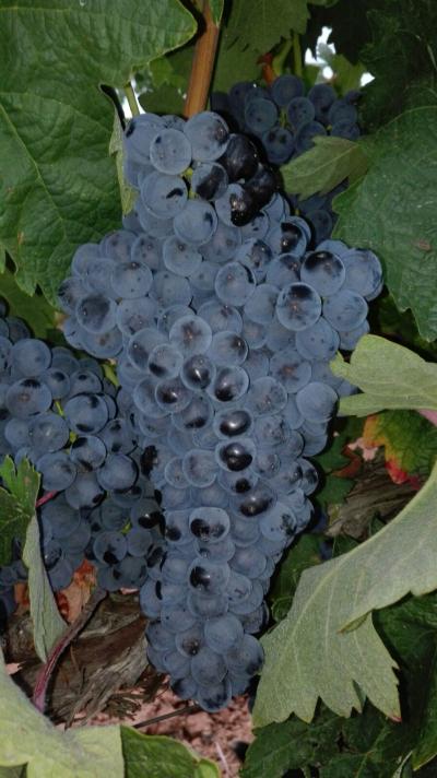 Bodega Hijos de Crescencia Merino Viñedos 03 Bodega Hijos de Crescencia Merino Viñedos 03