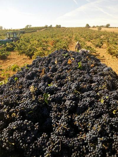 Bodega Hijos de Crescencia Merino Viñedos 04 Bodega Hijos de Crescencia Merino Viñedos 04