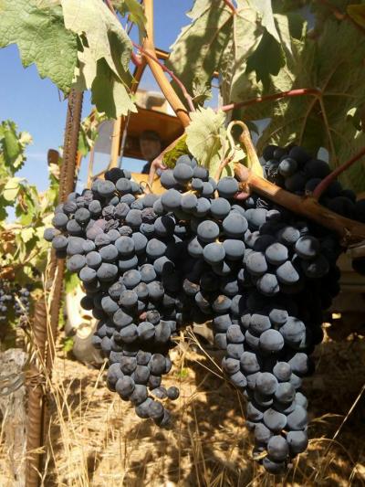 Bodega Hijos de Crescencia Merino Viñedos 05 Bodega Hijos de Crescencia Merino Viñedos 05