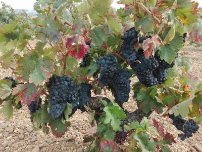 Bodega Hijos de Crescencia Merino Viñedos 09 Bodega Hijos de Crescencia Merino Viñedos 09