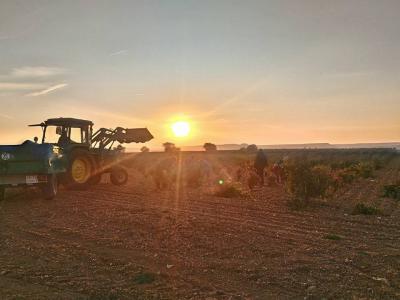 Bodega Hijos de Crescencia Merino Viñedos 10 Bodega Hijos de Crescencia Merino Viñedos 10