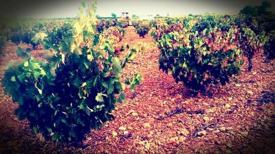 Bodega Hijos de Crescencia Merino Viñedos 13 Bodega Hijos de Crescencia Merino Viñedos 13
