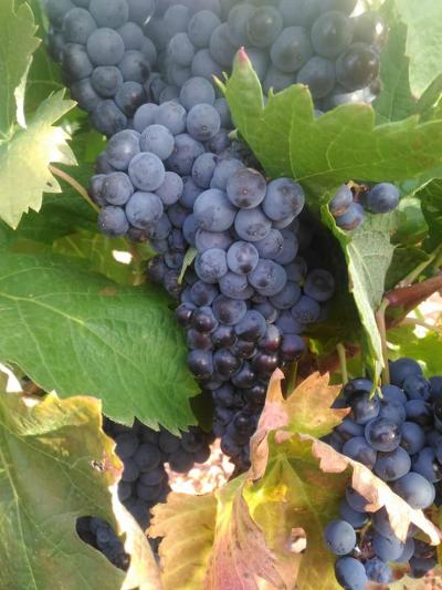 Bodega Hijos de Crescencia Merino Viñedos 14 Bodega Hijos de Crescencia Merino Viñedos 14