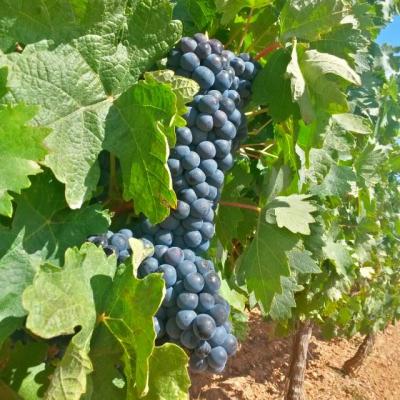 Bodega Hijos de Crescencia Merino Viñedos 18 Bodega Hijos de Crescencia Merino Viñedos 18