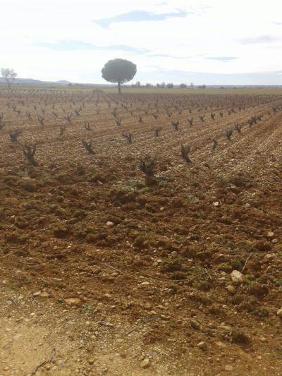 Bodega Hijos de Crescencia Merino Viñedos 19 Bodega Hijos de Crescencia Merino Viñedos 19