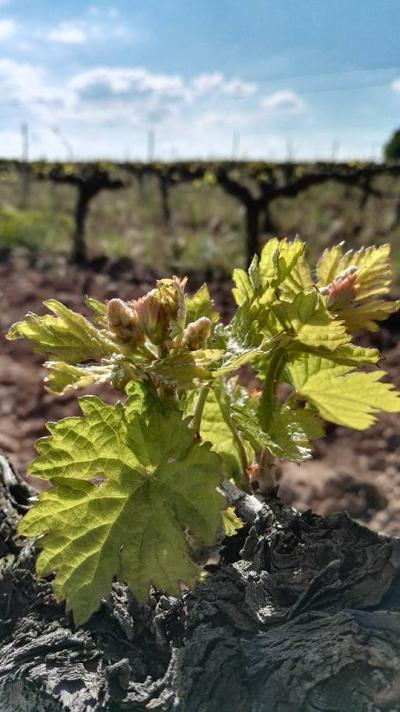 Bodega Hijos de Crescencia Merino Viñedos 20 Bodega Hijos de Crescencia Merino Viñedos 20