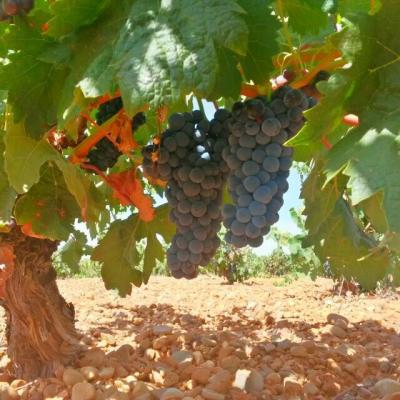 Bodega Hijos de Crescencia Merino Viñedos 21 Bodega Hijos de Crescencia Merino Viñedos 21