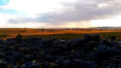 Bodega Hijos de Crescencia Merino Viñedos 22 Bodega Hijos de Crescencia Merino Viñedos 22