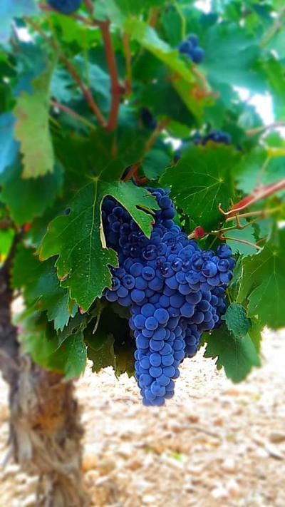 Bodega Hijos de Crescencia Merino Viñedos 23 Bodega Hijos de Crescencia Merino Viñedos 23