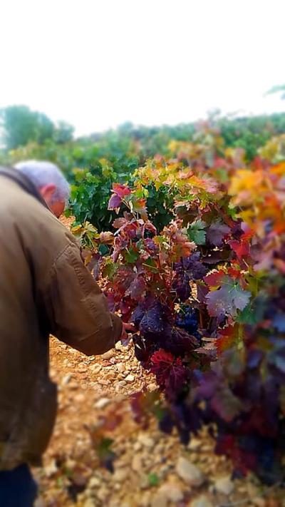 Bodega Hijos de Crescencia Merino Viñedos 24 Bodega Hijos de Crescencia Merino Viñedos 24