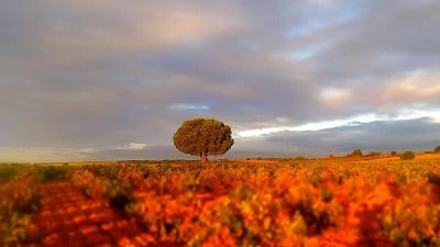 Bodega Hijos de Crescencia Merino Viñedos 25 Bodega Hijos de Crescencia Merino Viñedos 25