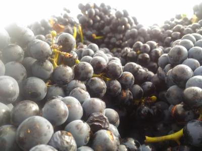 Bodega Hijos de Crescencia Merino Viñedos 26 Bodega Hijos de Crescencia Merino Viñedos 26