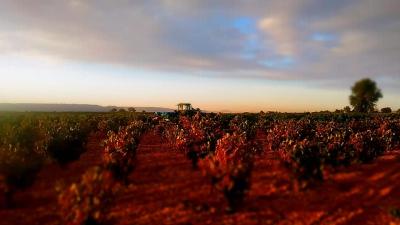 Bodega Hijos de Crescencia Merino Viñedos 27 Bodega Hijos de Crescencia Merino Viñedos 27