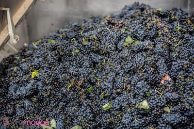 44168544 2200007860244980 3852226377612787712 n 44168544 2200007860244980 3852226377612787712 n