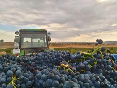 Bodega Hijos de Crescencia Merino Viñedos 11 Bodega Hijos de Crescencia Merino Viñedos 11