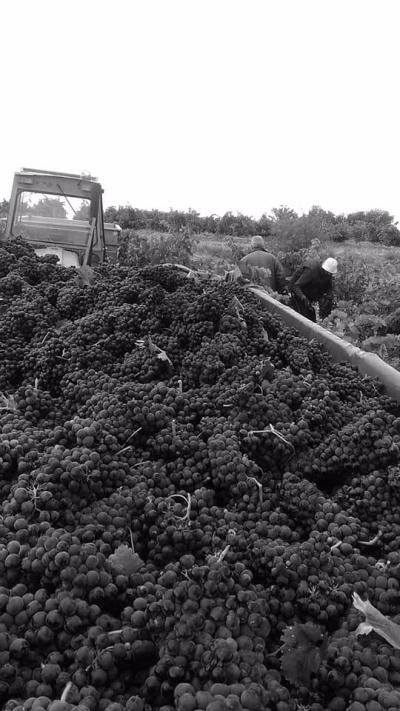 Bodega Hijos de Crescencia Merino Viñedos 12 Bodega Hijos de Crescencia Merino Viñedos 12