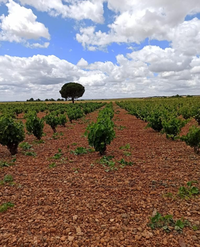 BODEGAS HC MERINO